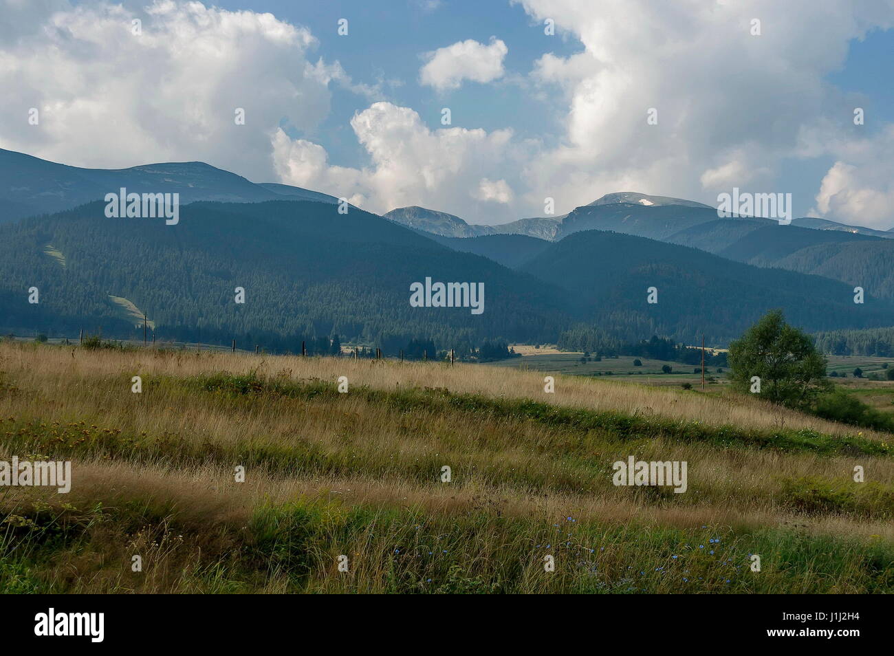Majestätische Berggipfel, bewachsen mit Nadelwald, Tal und Waldwiese, Rila-Gebirge, Bulgarien Stockfoto