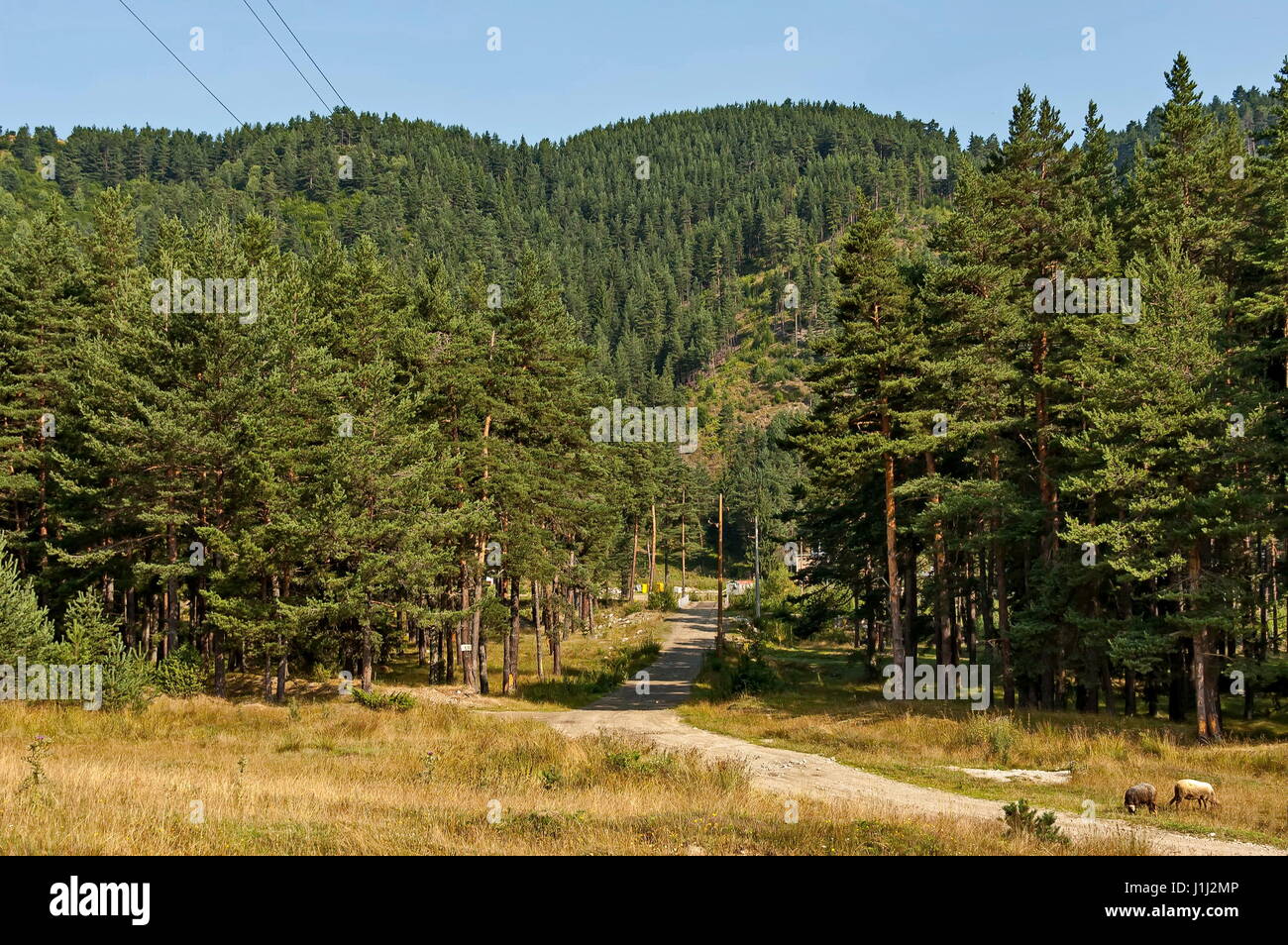 Landschaft und Herde Bergschafe im Rila-Gebirge, Bulgarien Stockfoto