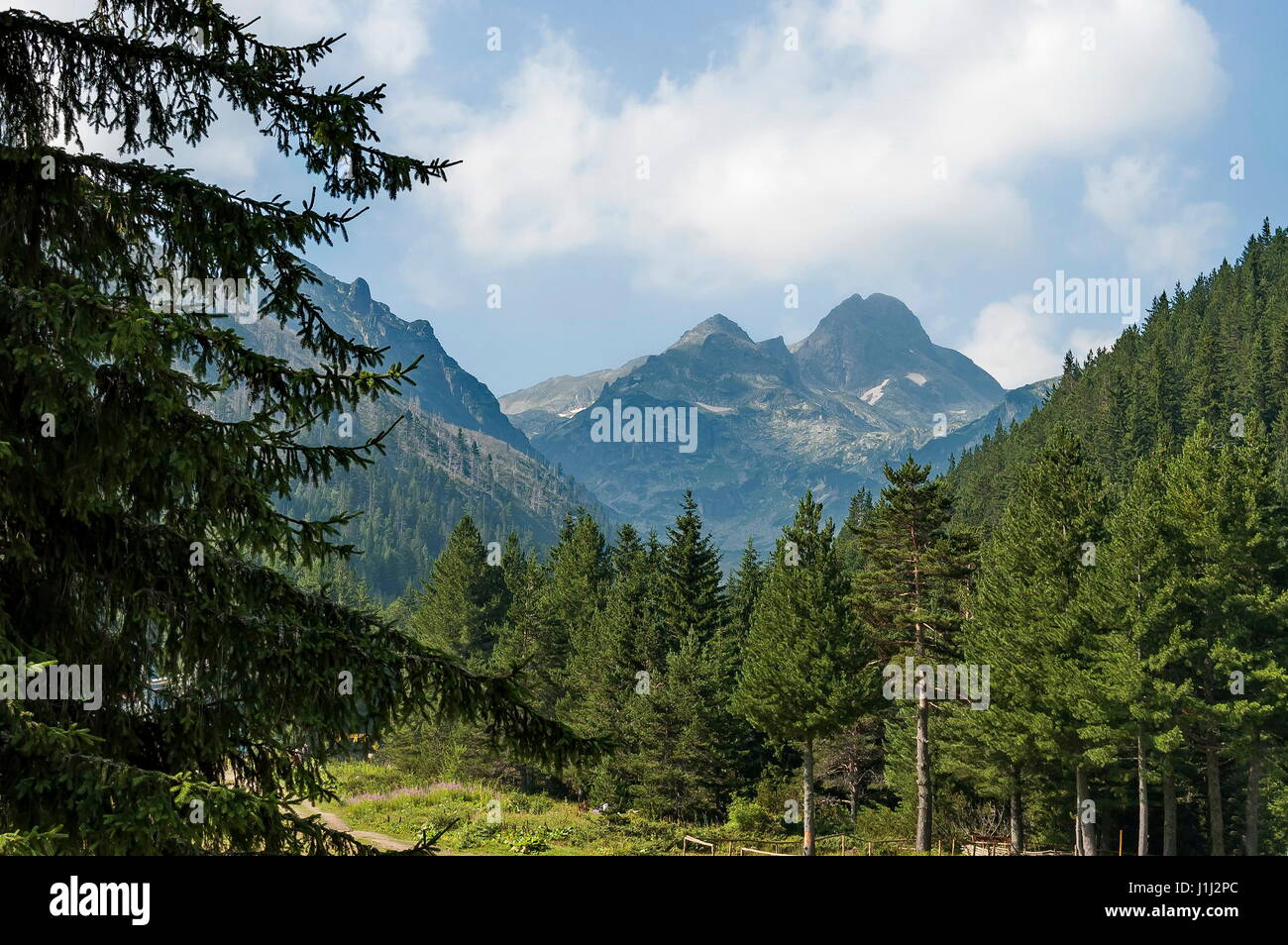 Majestätische Berggipfel, bewachsen mit Nadelwald, Tal und Waldwiese, Maliovitza, Rila-Gebirge, Bulgarien Stockfoto