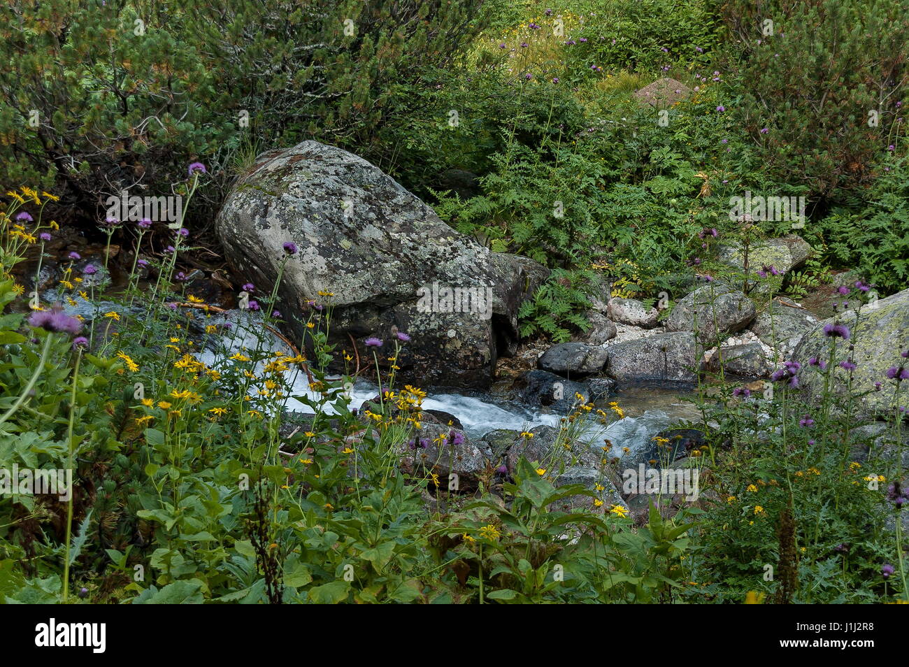 Blick auf Bach, Rasen, wilde Blume im Mittelteil im Rila-Gebirge in Richtung Maliovitza Peak, Bulgarien Stockfoto