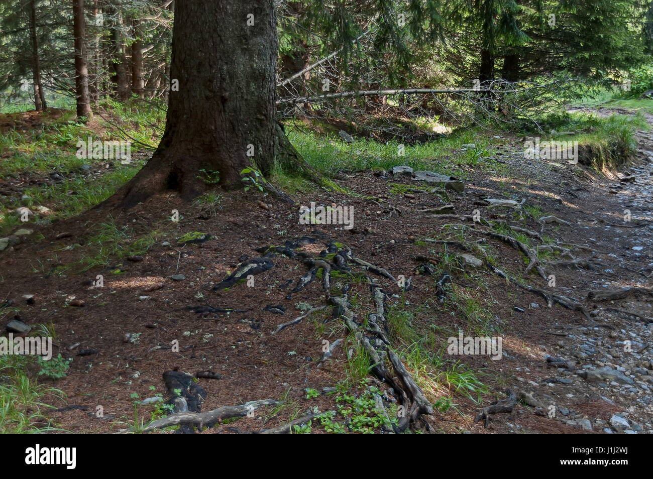 Blick auf Waldwiese, Rasen und Teil des Rumpfes eines Lebewesens im Mittelteil im Rila-Gebirge in Richtung Maliovitza Peak, Bulgarien Stockfoto