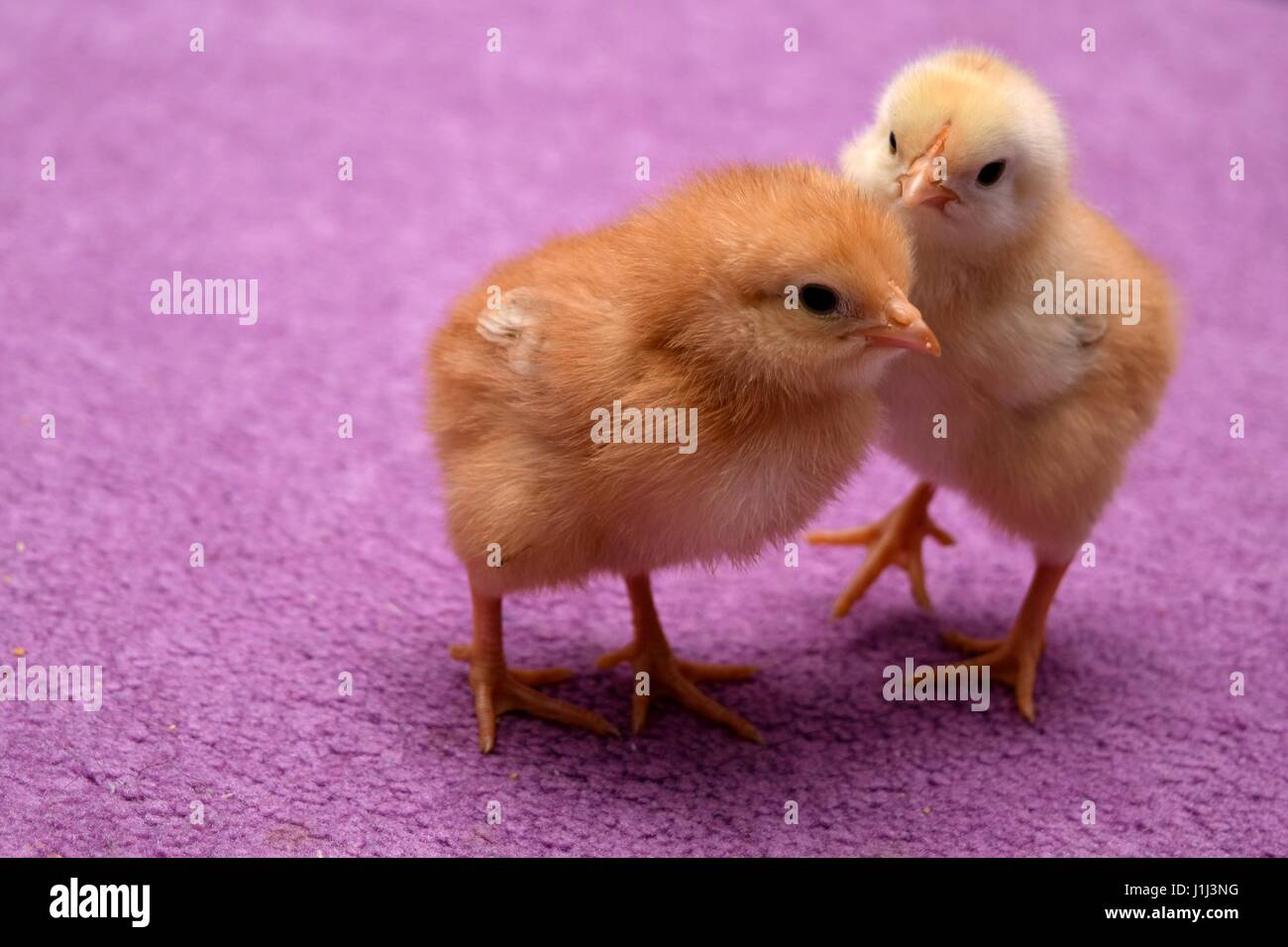 Baby Hühner auf einem lila Boden Stockfoto