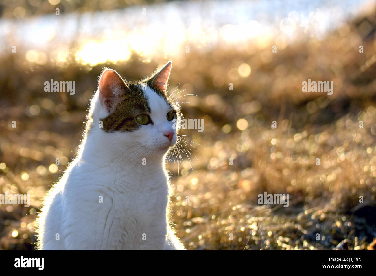 Katze in goldenes Licht. Fokus auf Vordergrund. Stockfoto