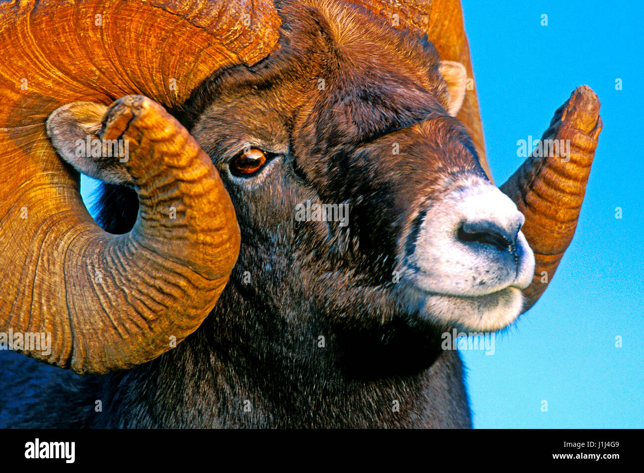 Porträt des Bighorn Ram, Full-Curl, Portrait, Nahaufnahme Stockfoto