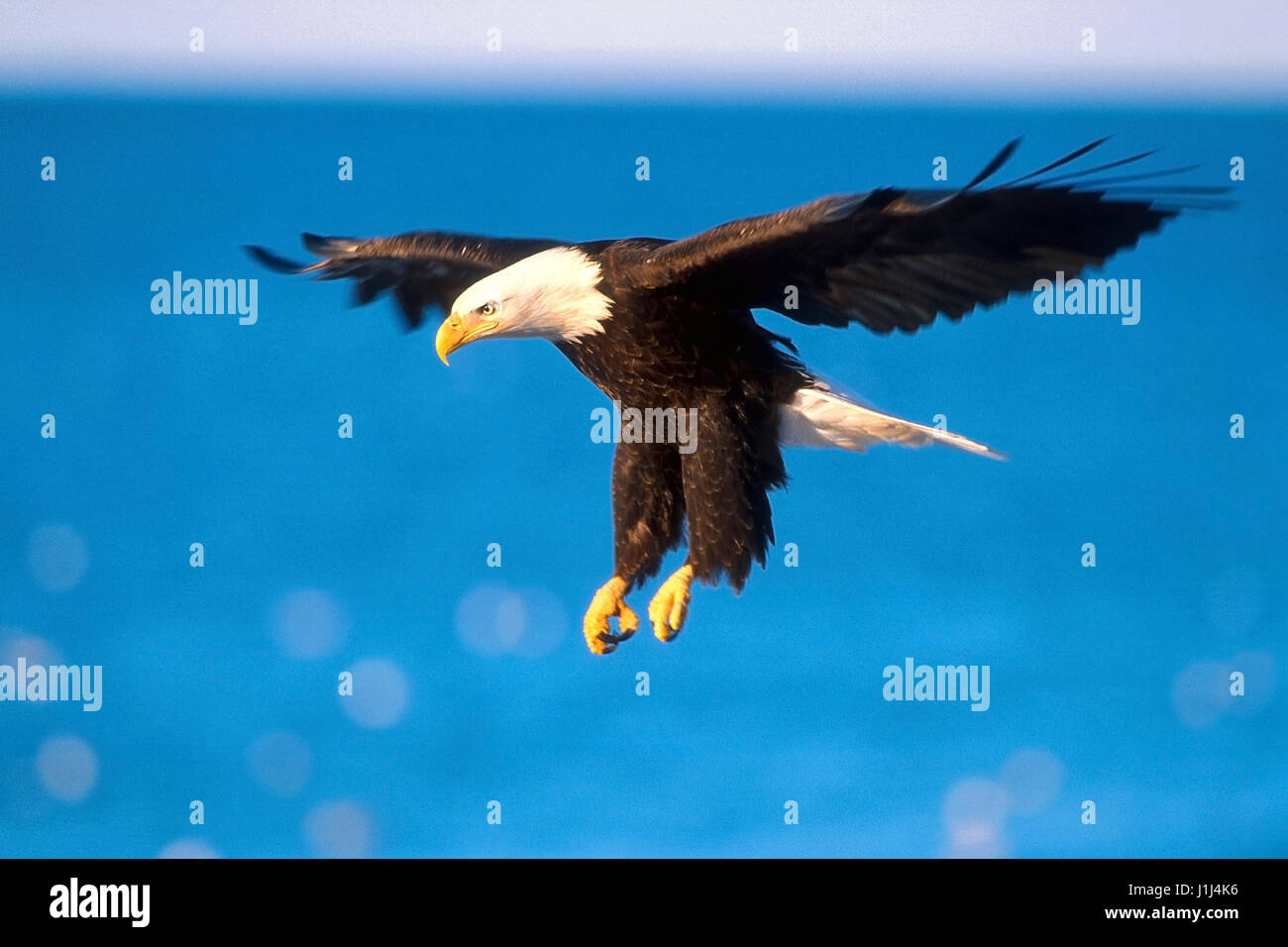 Weißkopf Adler im Flug über Wasser Stockfoto