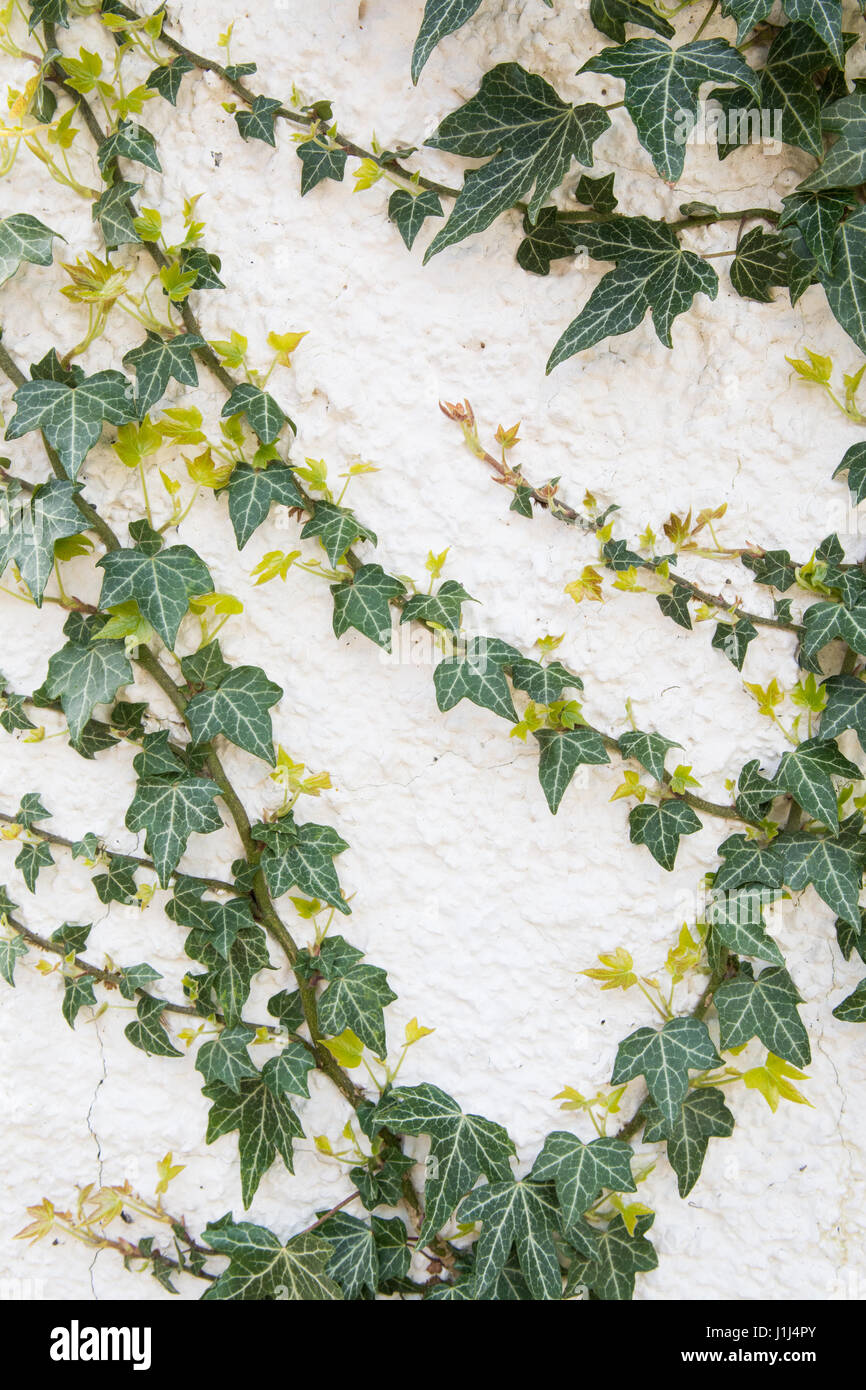 Efeu - neues Wachstum im Frühjahr - auf weiß gestrichenen Wand Stockfoto