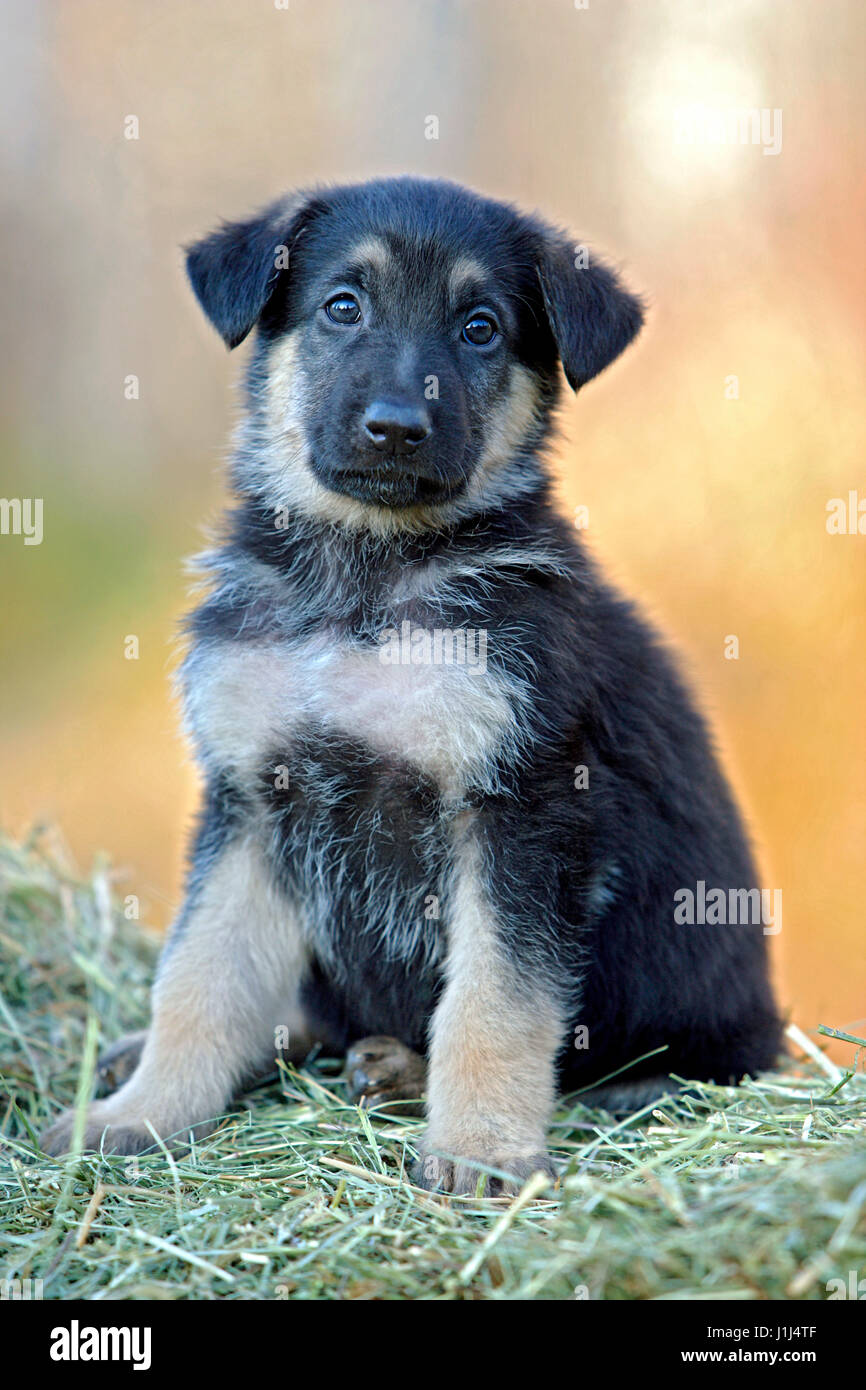 Deutscher Schäferhund Welpen sitzen auf Heuballen, Porträt Stockfoto