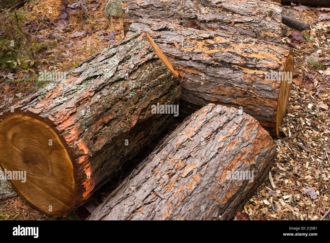 Close-up cut Red pine Pinus Holz Protokolle auf dem Boden in einem Wald im Herbst Stockfoto