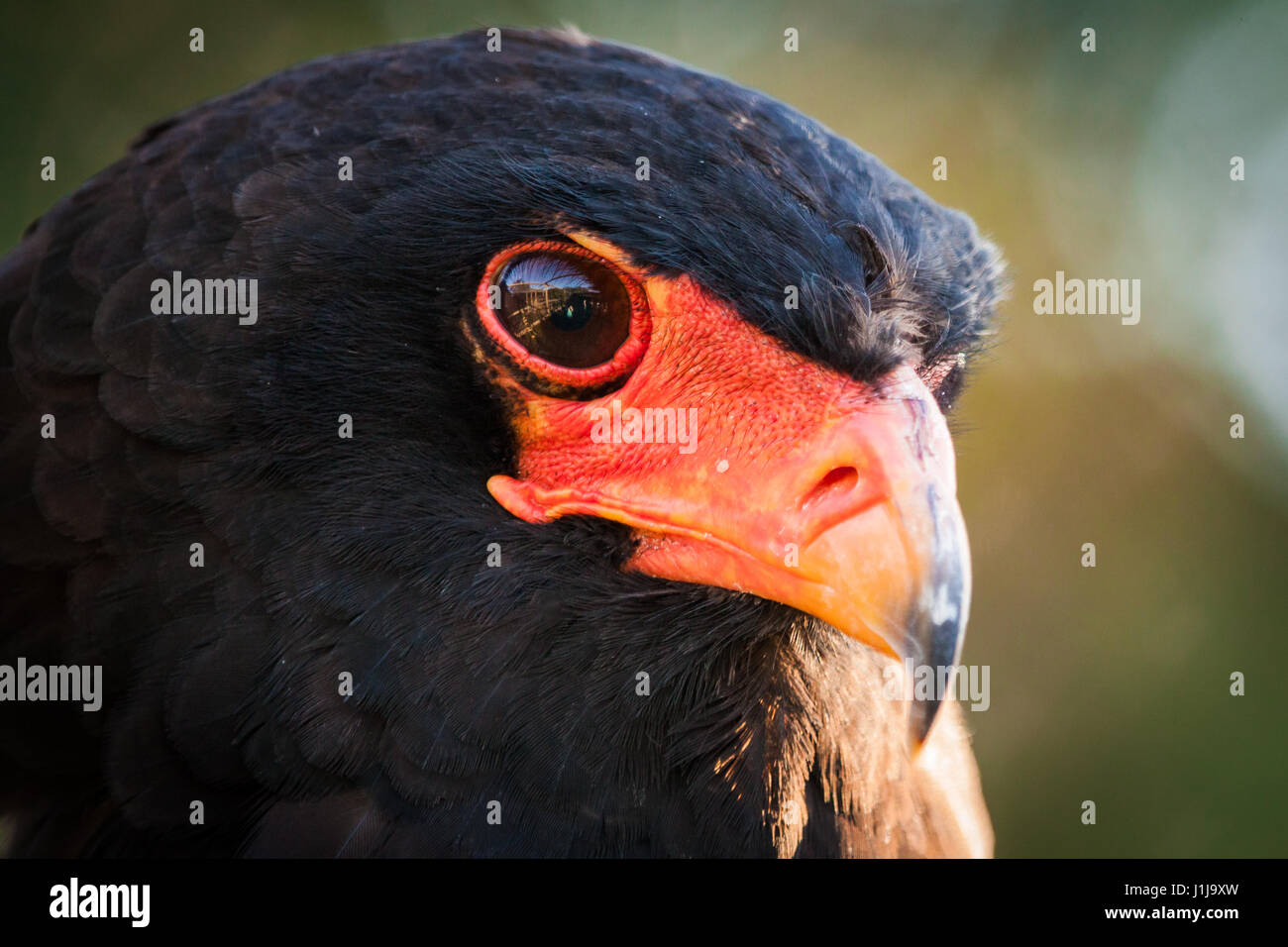 Nahaufnahme des Kopfes eines Bateleur-Adlers in Südafrika Stockfoto