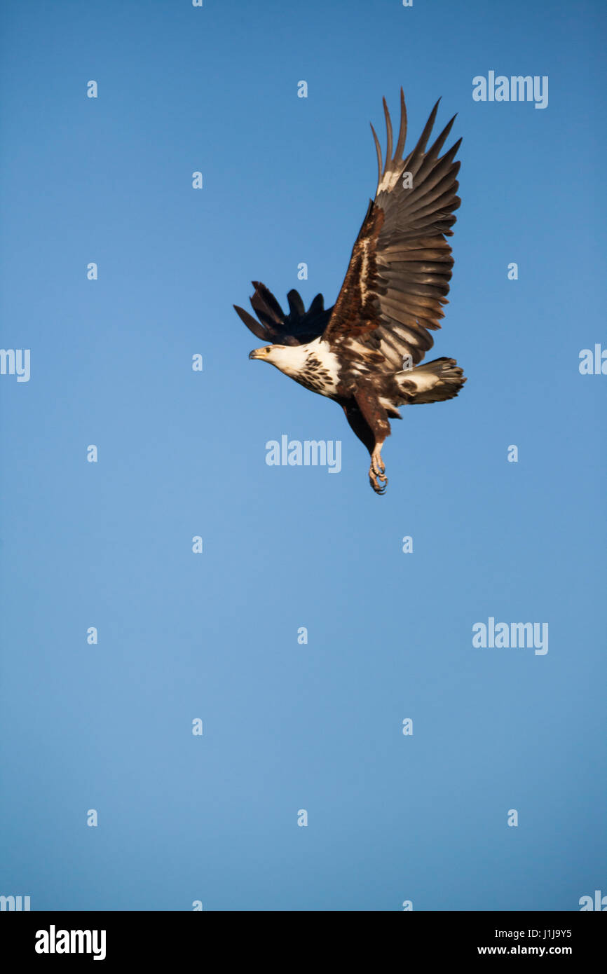 Afrikanischer Fischadler fängt an, gegen sehr blauen Himmel zu fliegen Stockfoto