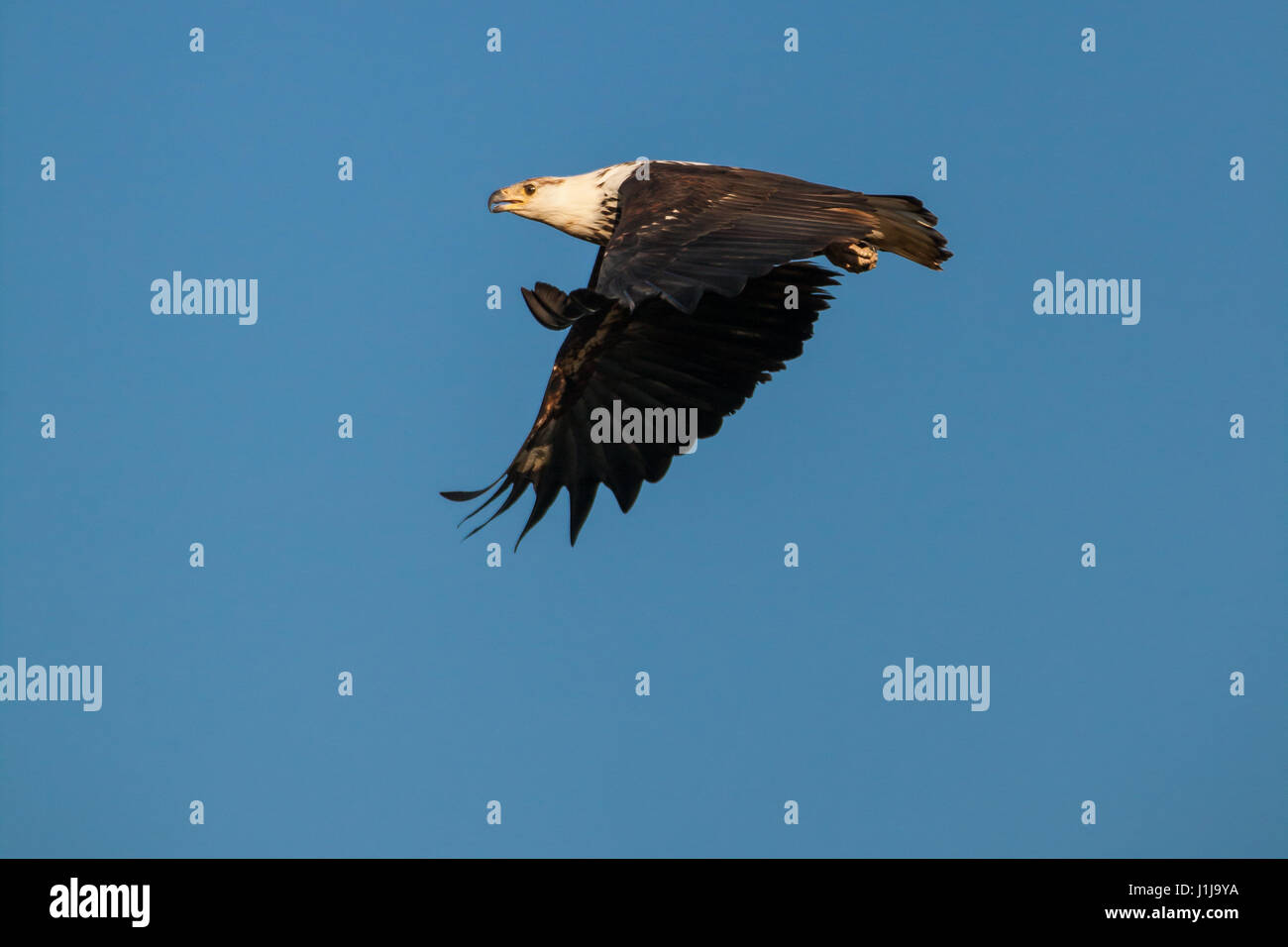 Afrikanischer Fischadler, der gegen den blauen Himmel fliegt Stockfoto