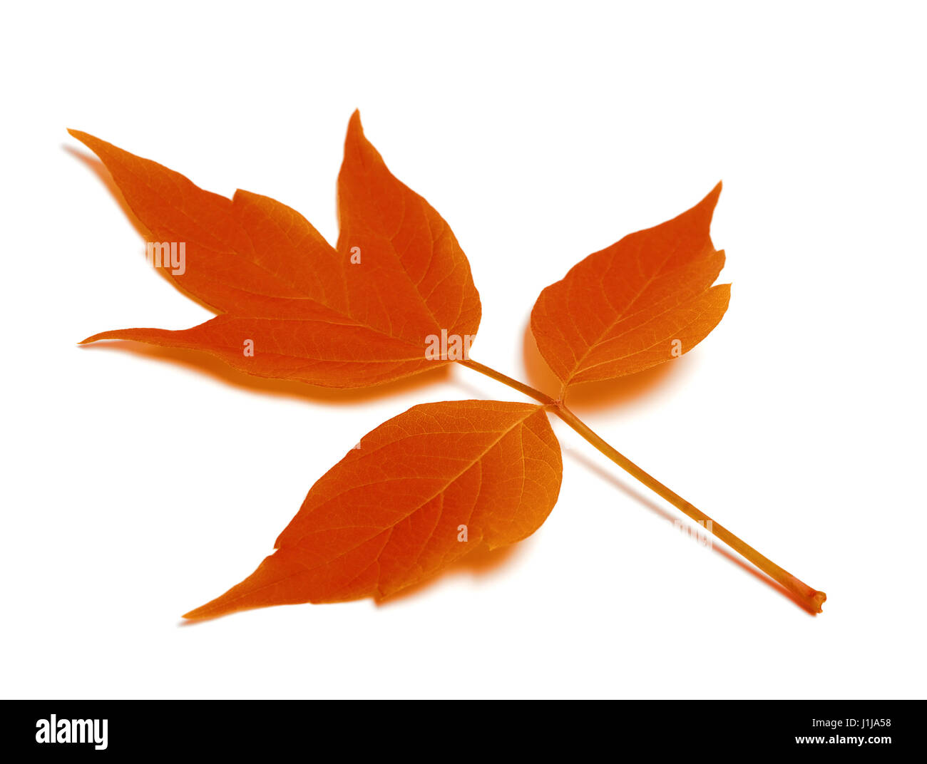 Roter Herbst Blatt. Isoliert auf weißem Hintergrund Stockfoto