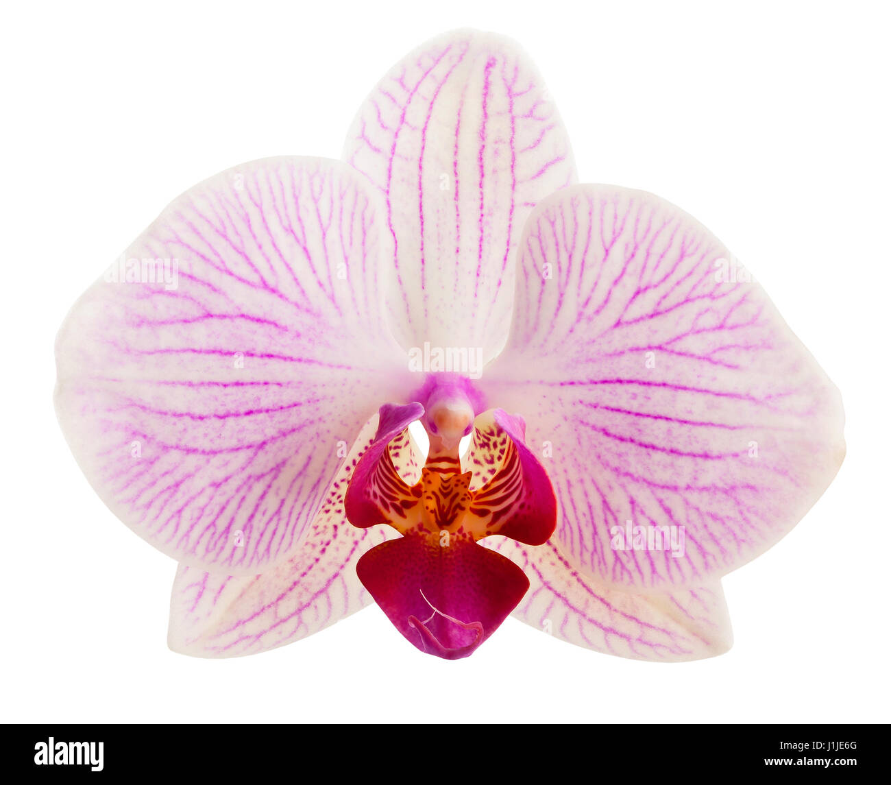 Orchidee, isoliert Stockfoto