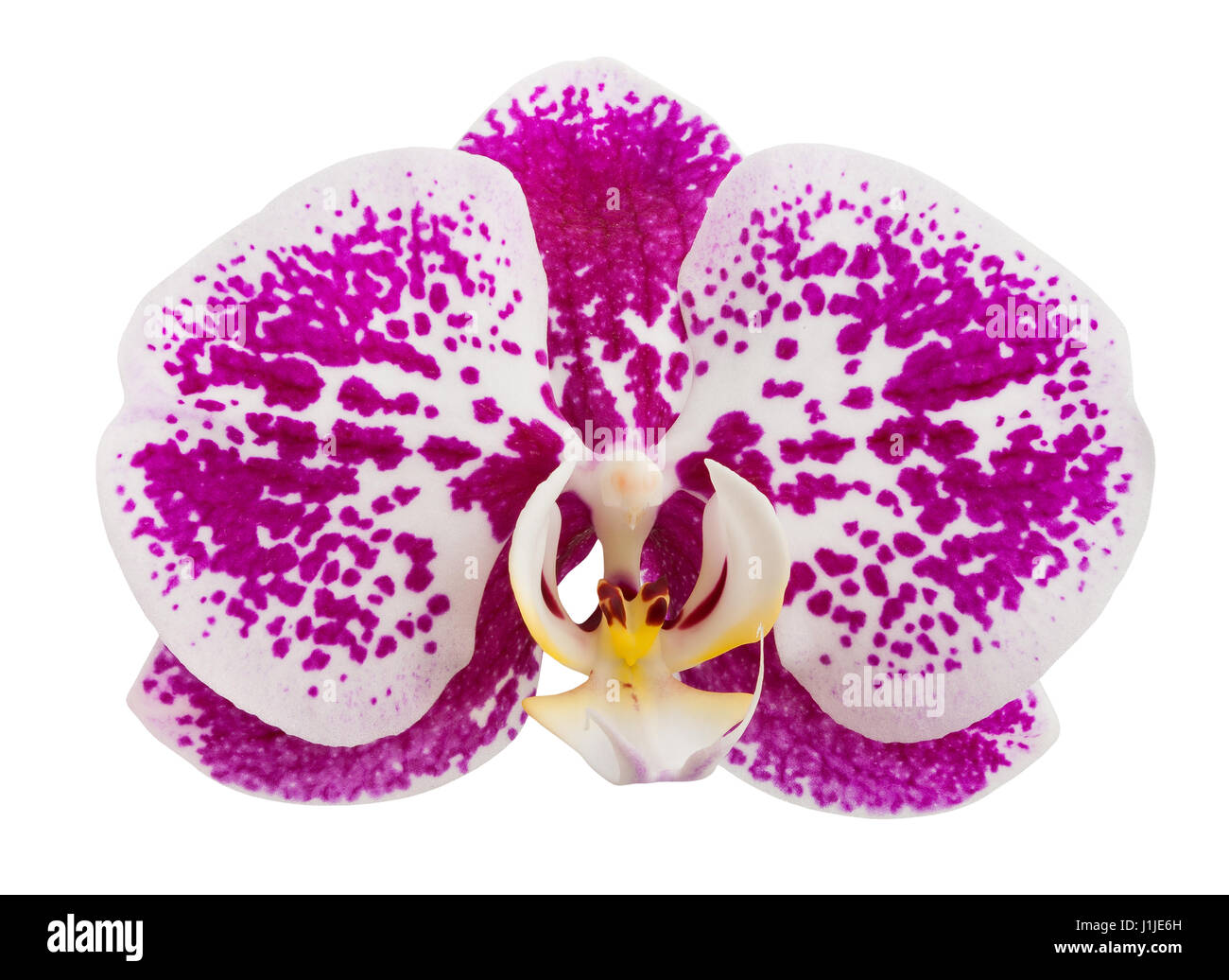 Orchidee, isoliert Stockfoto