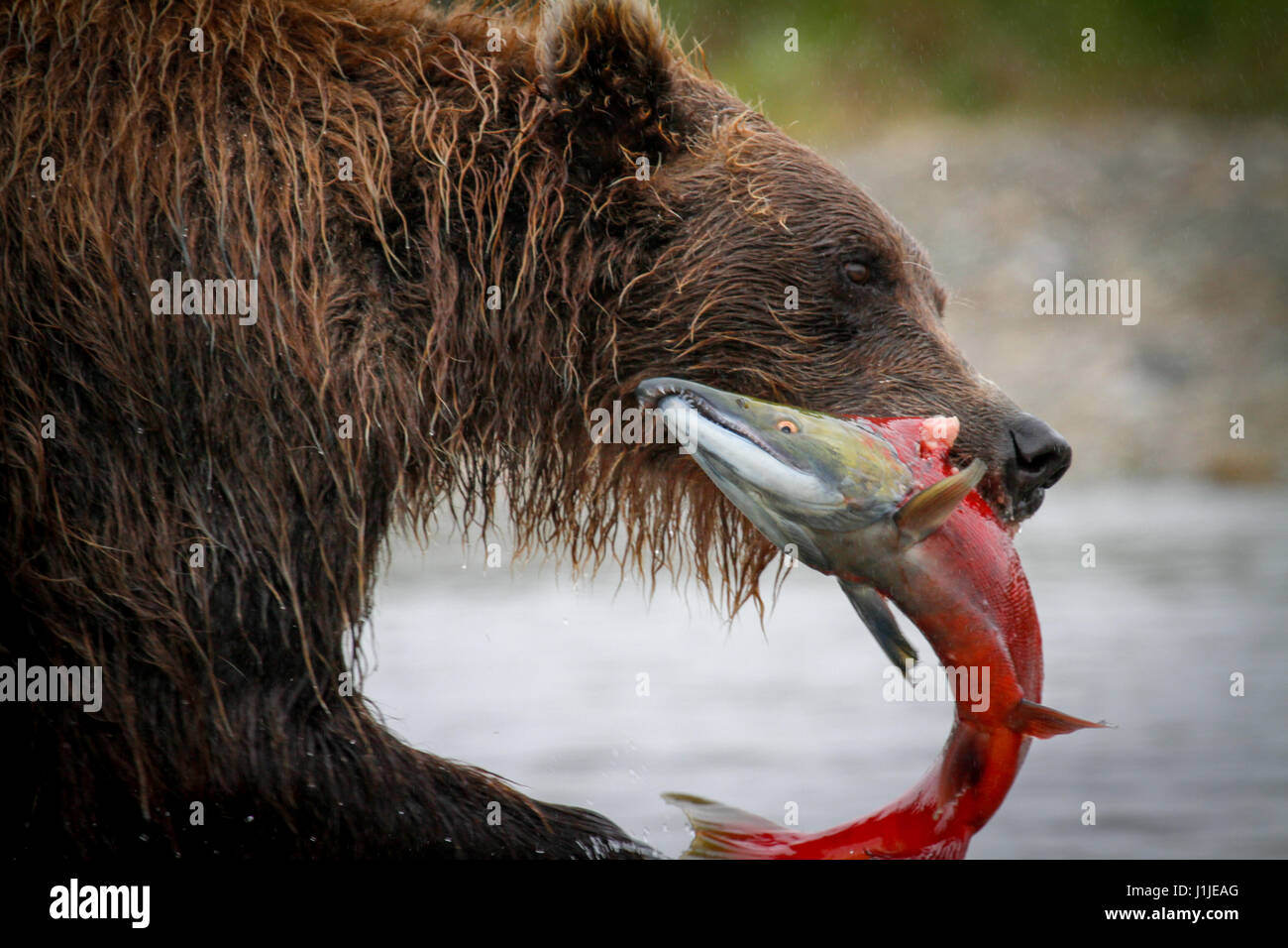 Alaskan Braunbären Lachsfischen im Katmai National Park and Preserve. Stockfoto