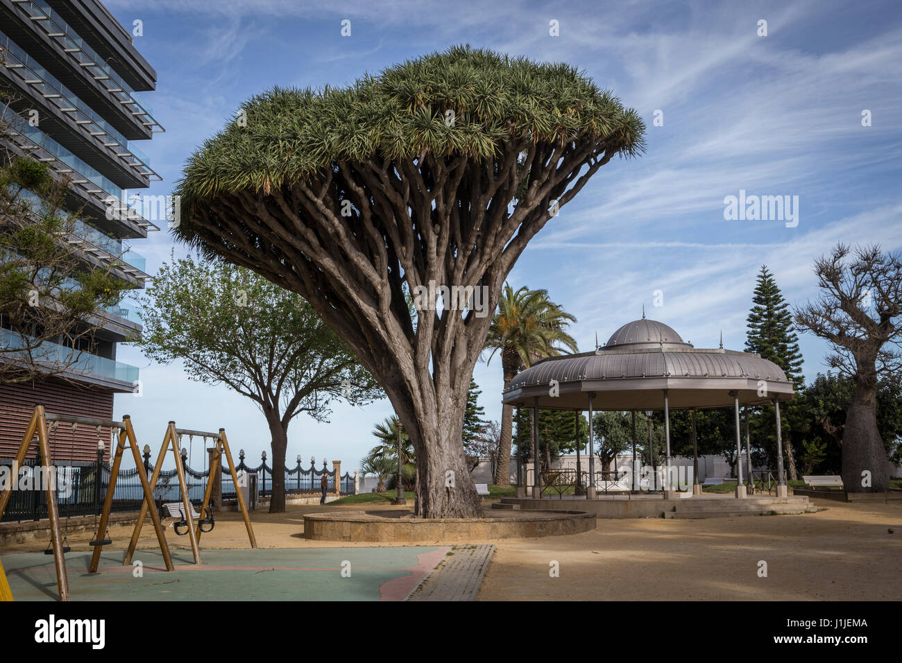 Alten Baum Sorte Dracaena Draco Genoves Park in Cadiz, Andalusien, Spanien Stockfoto