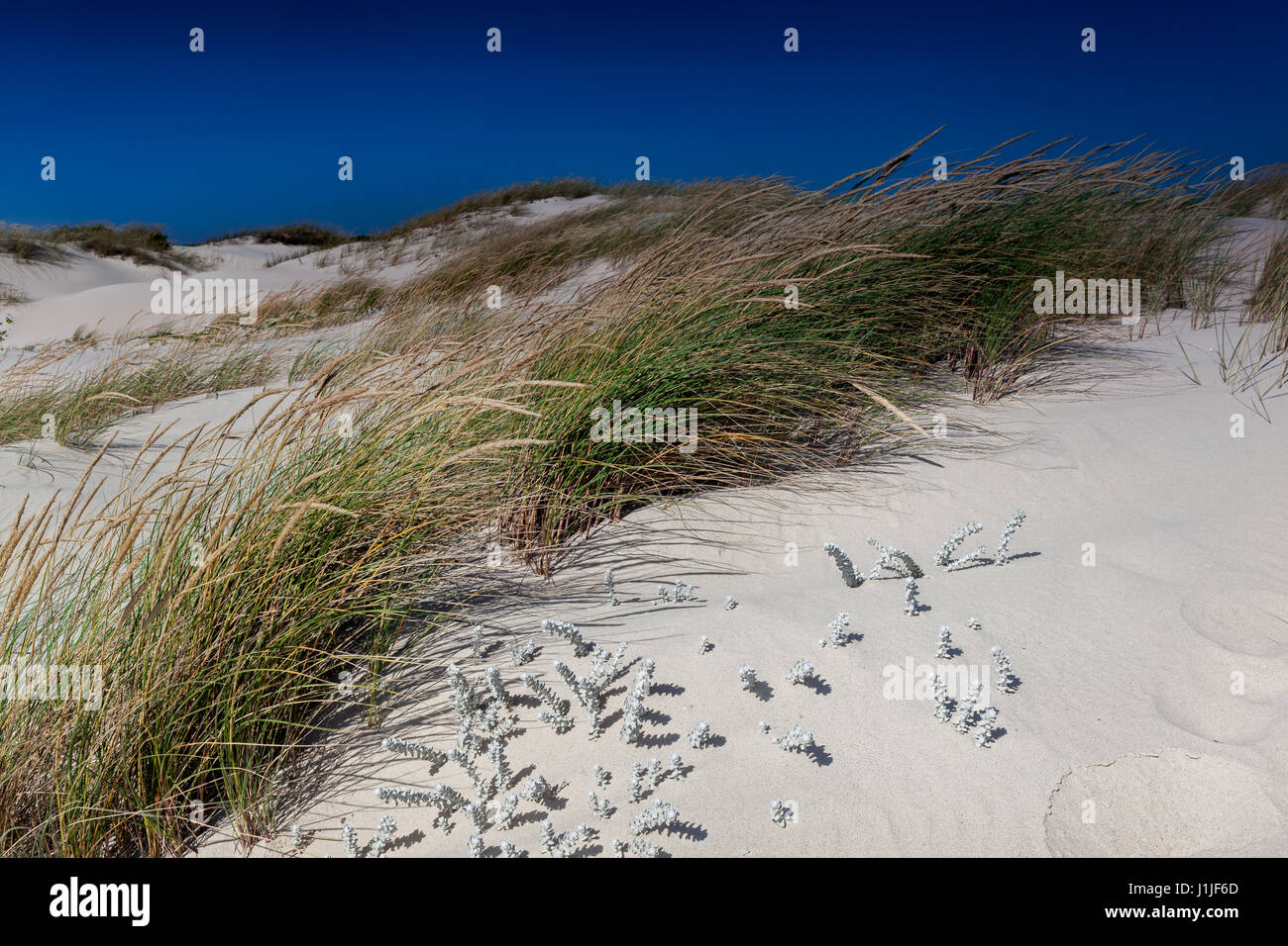 "Weißer Sand am Ende Europas": Sao Jacinto natürliche Reserve, Portugal Stockfoto