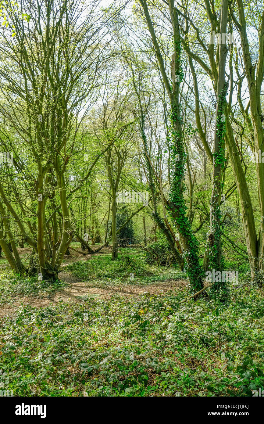 Porträtaufnahme des Waldes in Essex Landschaft im Frühling. Stockfoto