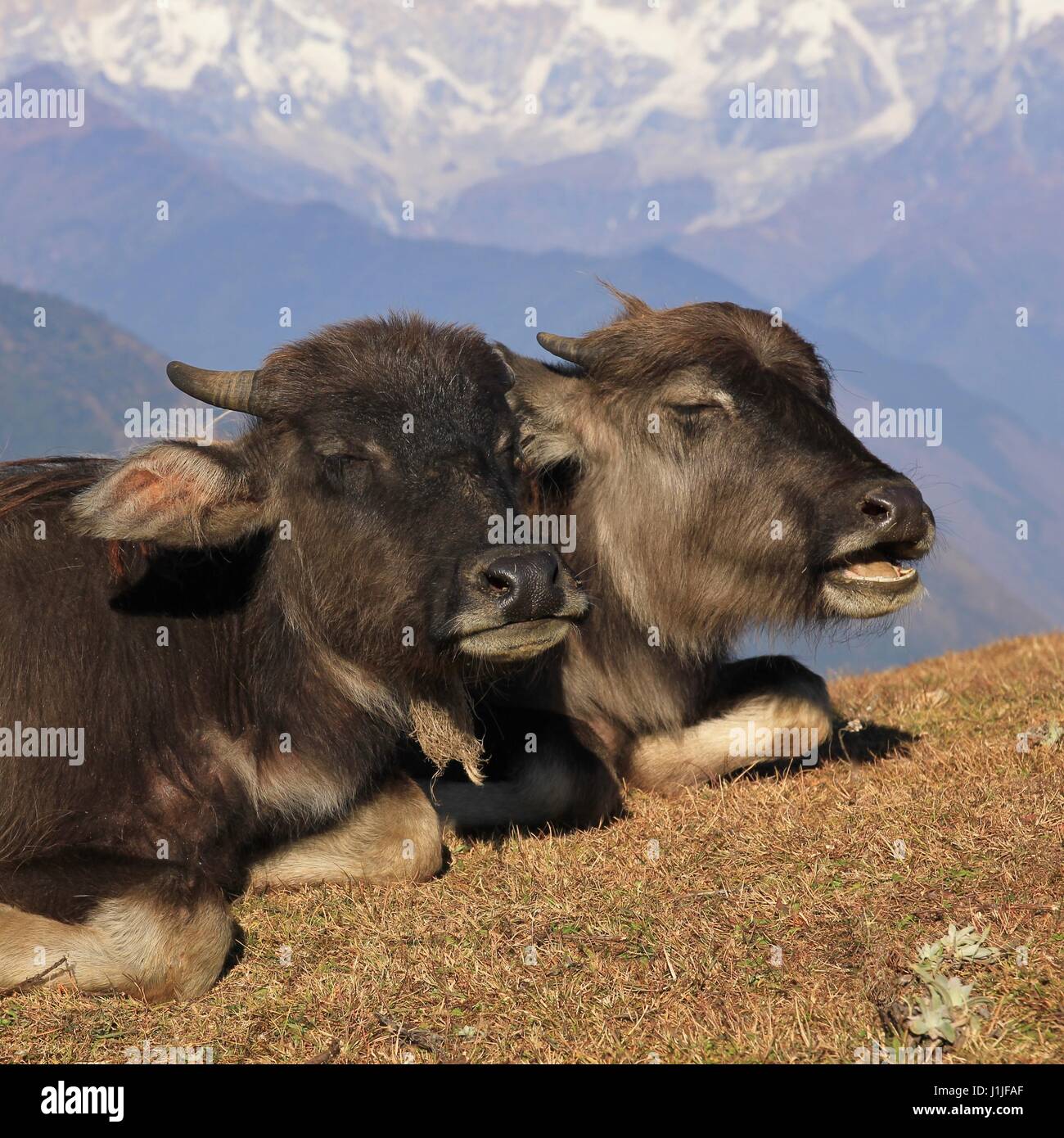 Wasserbüffel Babys ruht auf einem Hügel in Nepal. Stockfoto