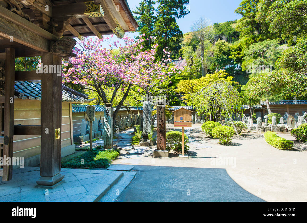 Den Steingarten oder Karesansui in Meigetsu-in-Tempel in Kamakura, Japan Stockfoto