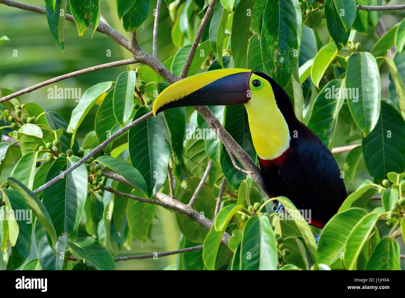 Kastanien-mandibled Toucan im Regenwald von Costa Rica Stockfoto
