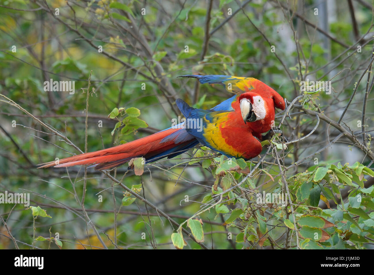 Rote Aras in Corcovado Nationalpark Costa Rica Stockfoto
