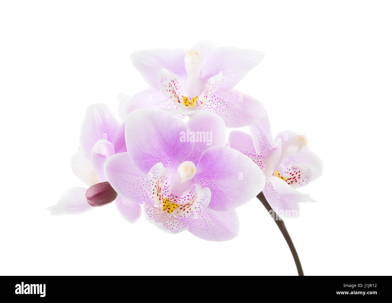Leichte rosa Orchidee isoliert auf weißem Hintergrund. Stockfoto