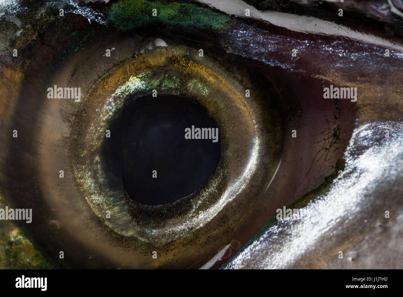 Makro-Auge eine Makrele Fisch hautnah, Emotion Stockfoto