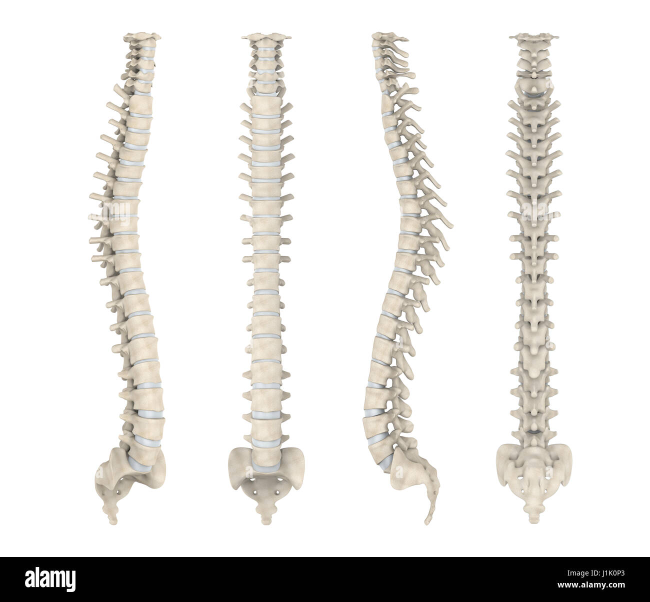 Die menschliche Wirbelsäule Anatomie Illustration Stockfotografie - Alamy