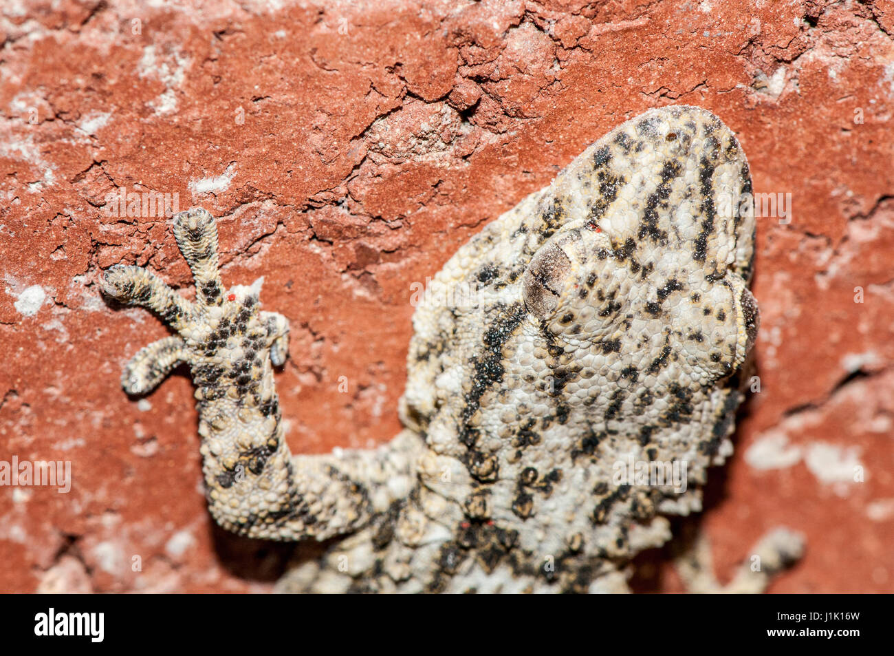 Maurische Wand Gecko (Tarentola Mauritanica) auf einer roten Backsteinmauer Stockfoto
