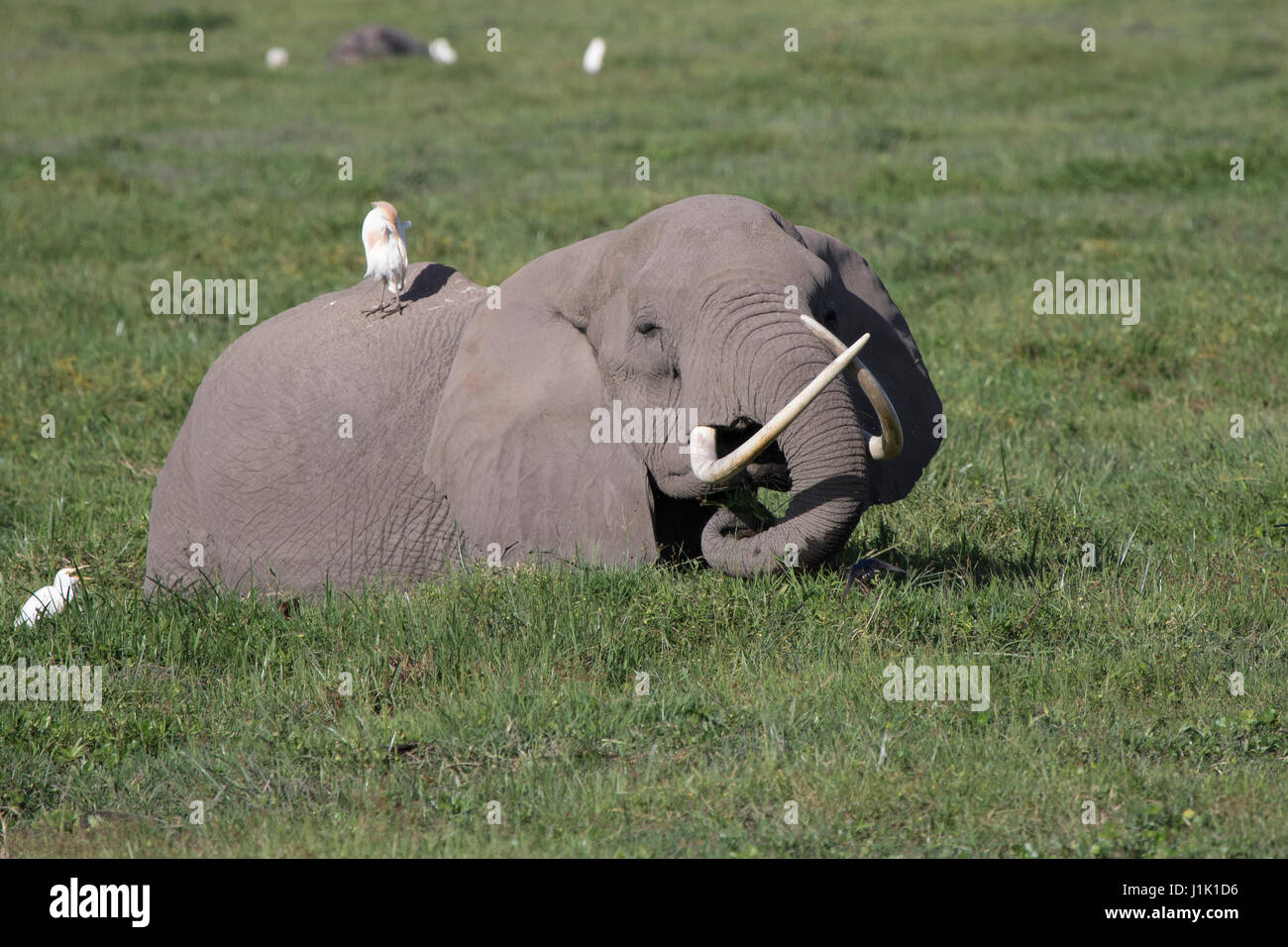 Ein Afrikanischer Elefant mit großen, dünnen Stoßzähne, die in den Sumpf und mit ihr in der Nähe von ägyptischen Reiher Feeds Stockfoto