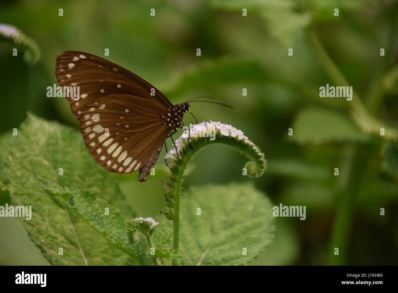 Fliegender Schmetterling Stockfoto