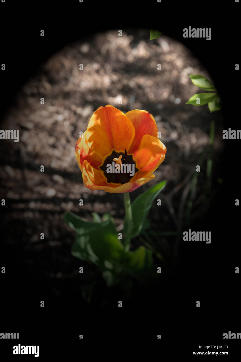 Rote Tulpen nach unten anzeigen Stockfoto