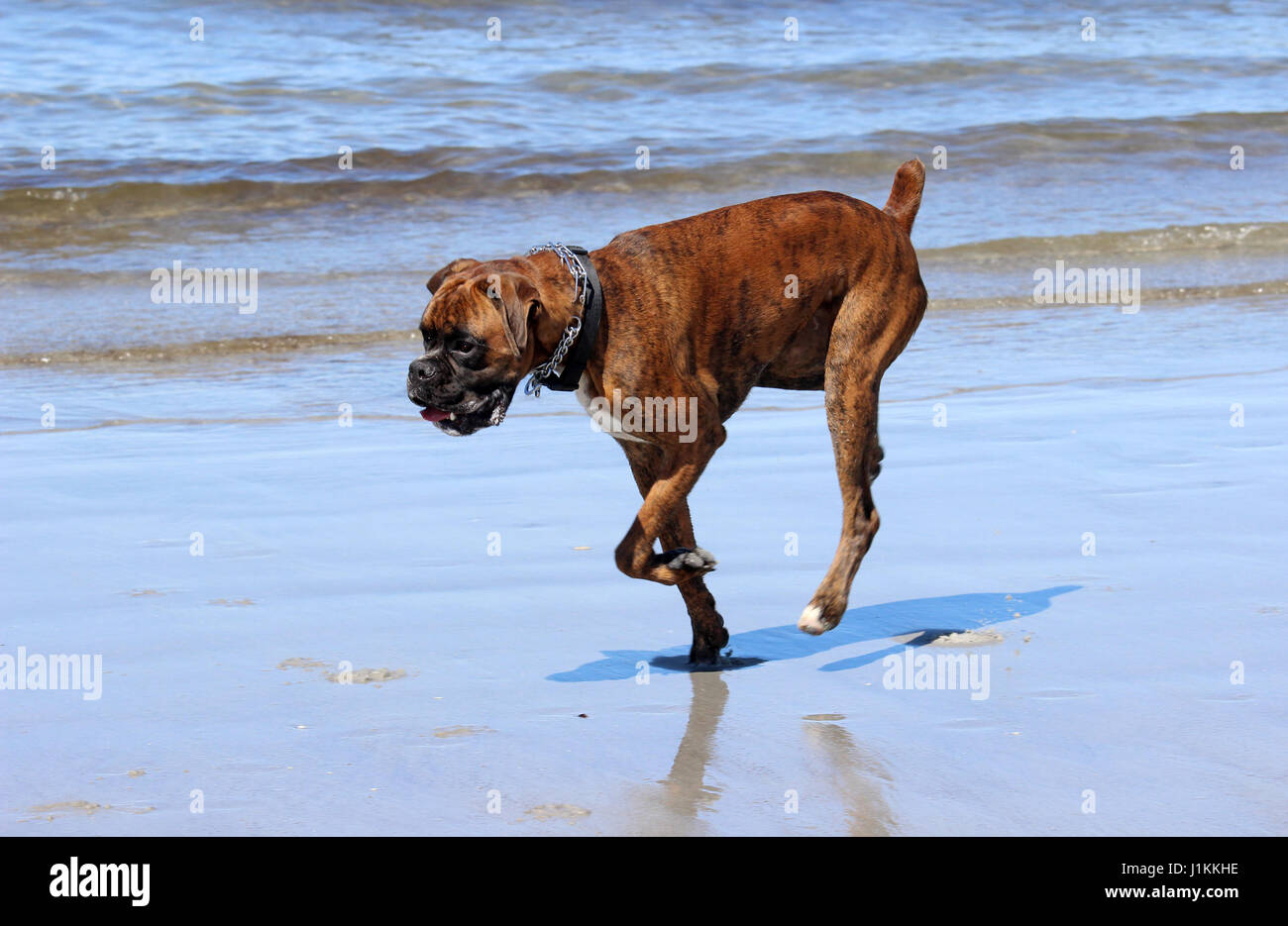 Eine gestromte Boxer Hund genießt einen Tag am Strand Stockfoto