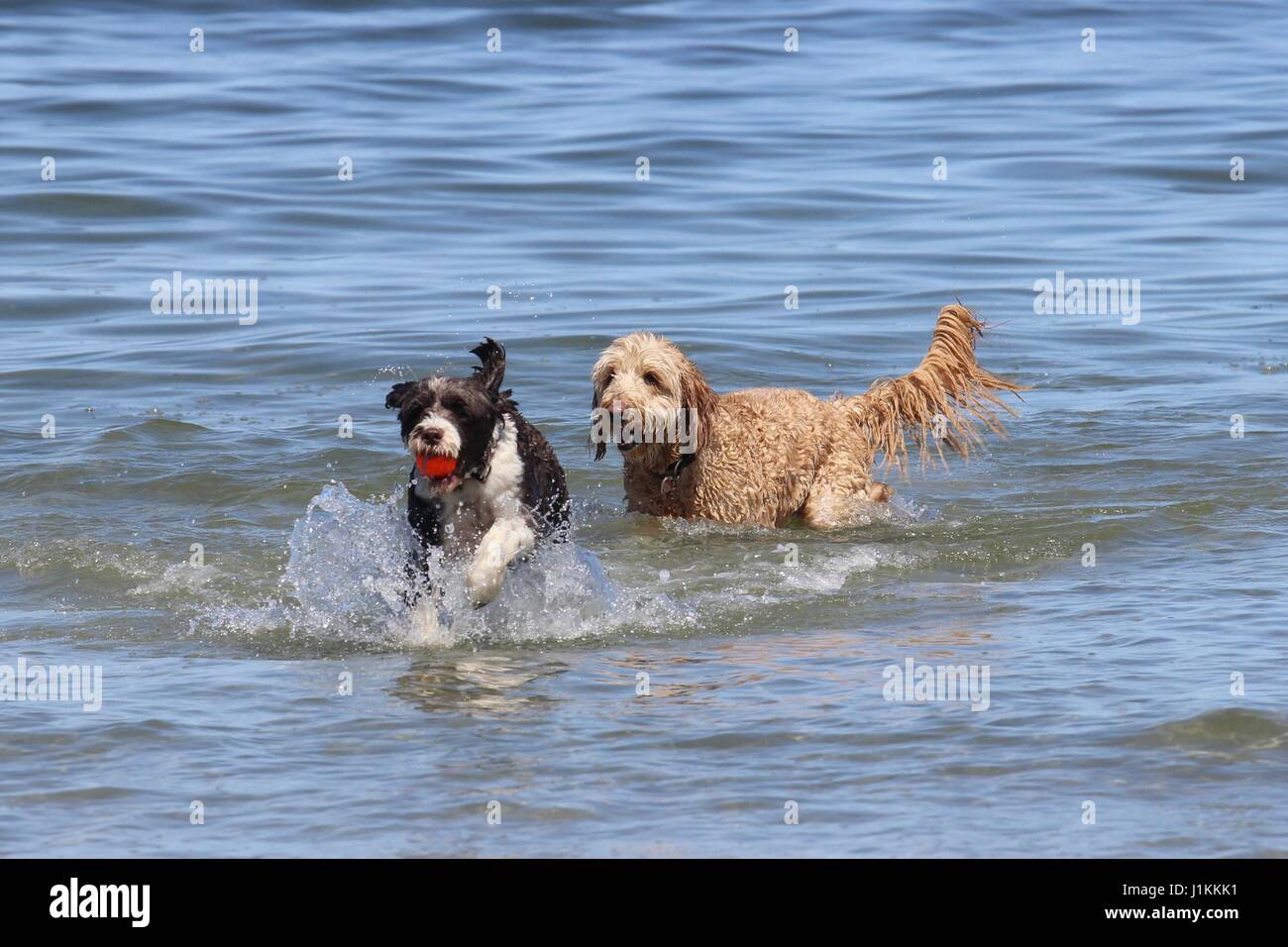 Zwei Hunde spielen eine Spiel holen mit einem Ball am Strand Stockfoto