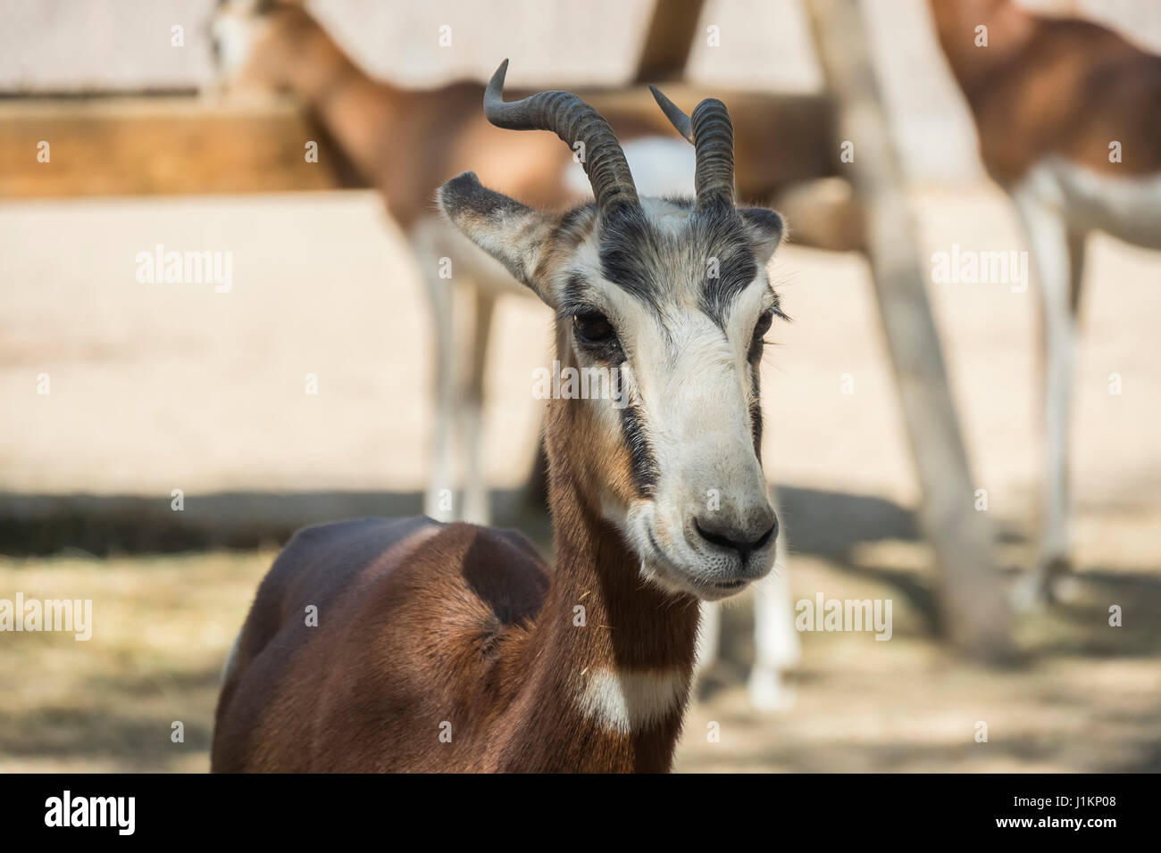 Mhorrgazelle Gazelle eng mit Blick auf etwas Stockfoto