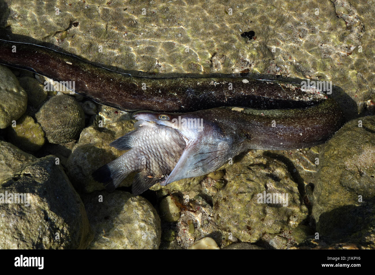 Moray eal gefangen einen großen Fisch, beide starben, Bonaire, Insel, Karibik Stockfoto