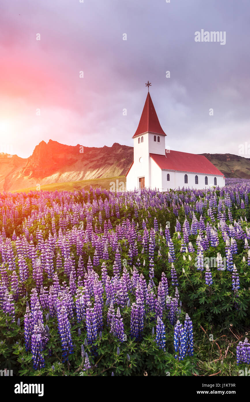 Myrdal lutherische Kirche, umgeben von blühenden Lupinen Blumen, Vik, Island. Stockfoto
