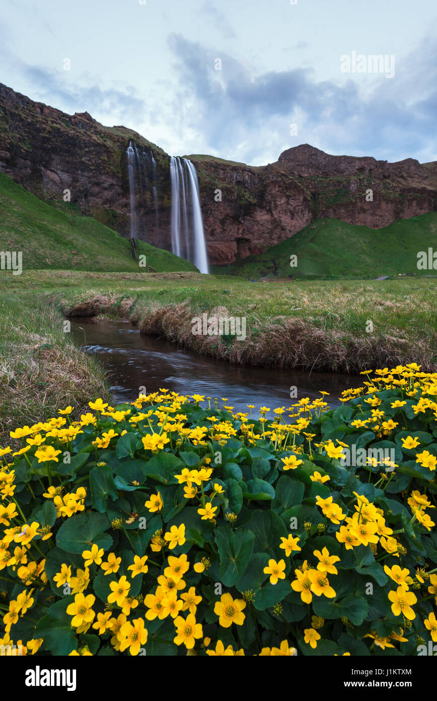 Sonnenaufgang am Seljalandfoss Wasserfall am Seljalandsa Fluss, Island, Europa. Stockfoto