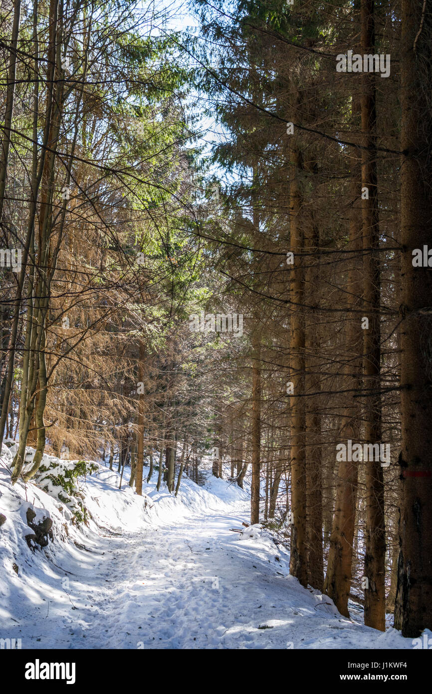 Straße durch den Wald Stockfoto