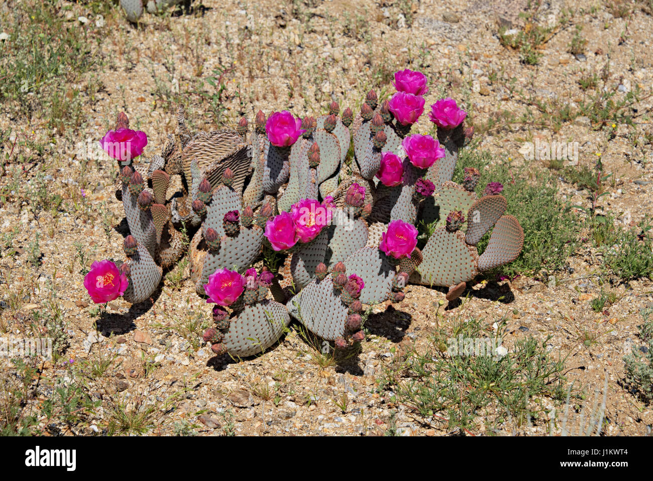 Beavertail Kaktus in Blüte im Anza-Borrego Desert State Park Stockfoto