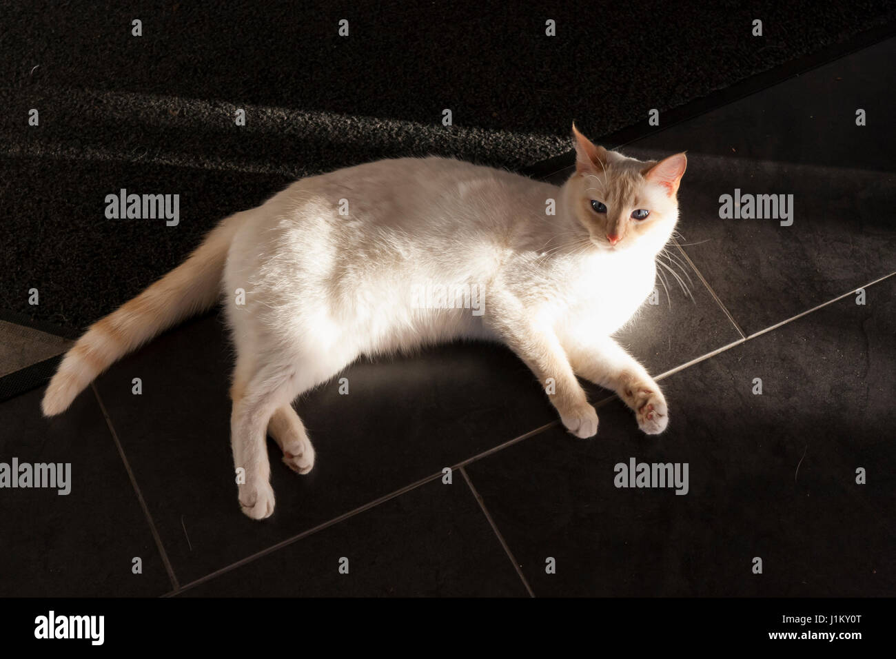 Süße weiße Katze liegt im Sonnenschein am dunklen Boden Stockfoto