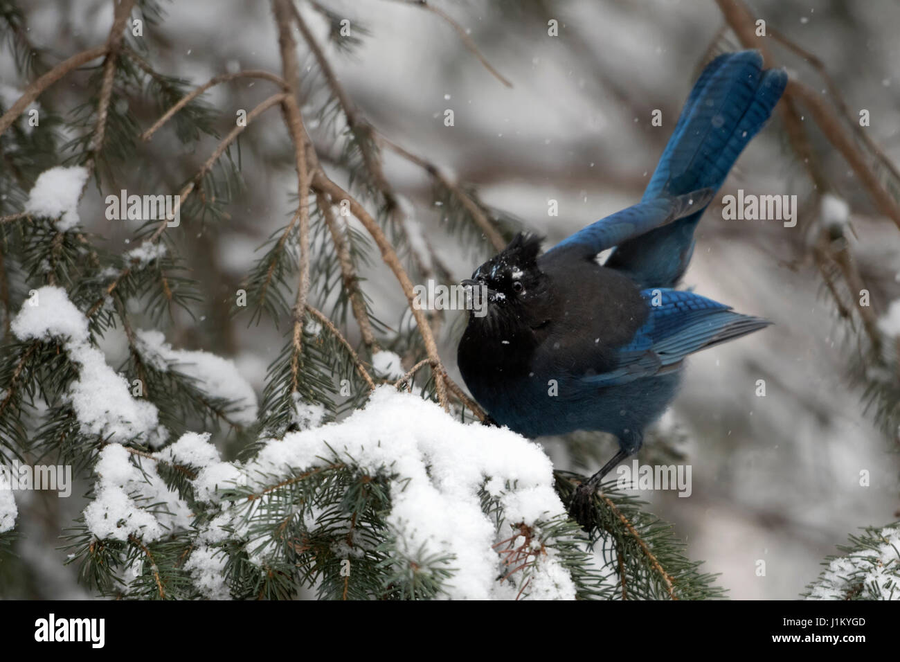 Steller's Jay / Diademhaeher (Cyanocitta Stelleri) im Winter bei Schneefall, thront in einem Nadelbaum-Baum zeigt seine wunderschönen Schwanzfedern, Wyomin Stockfoto