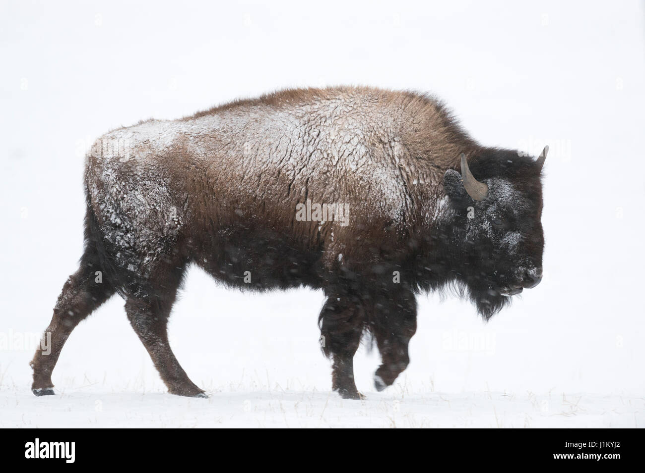 Amerikanischer Bison / Amerikanischer Bison (Bison Bison) im Winter, junger Stier, ein Spaziergang durch Schnee, Schneetreiben, Schneefall, Yellowstone, Wyoming, USA. Stockfoto