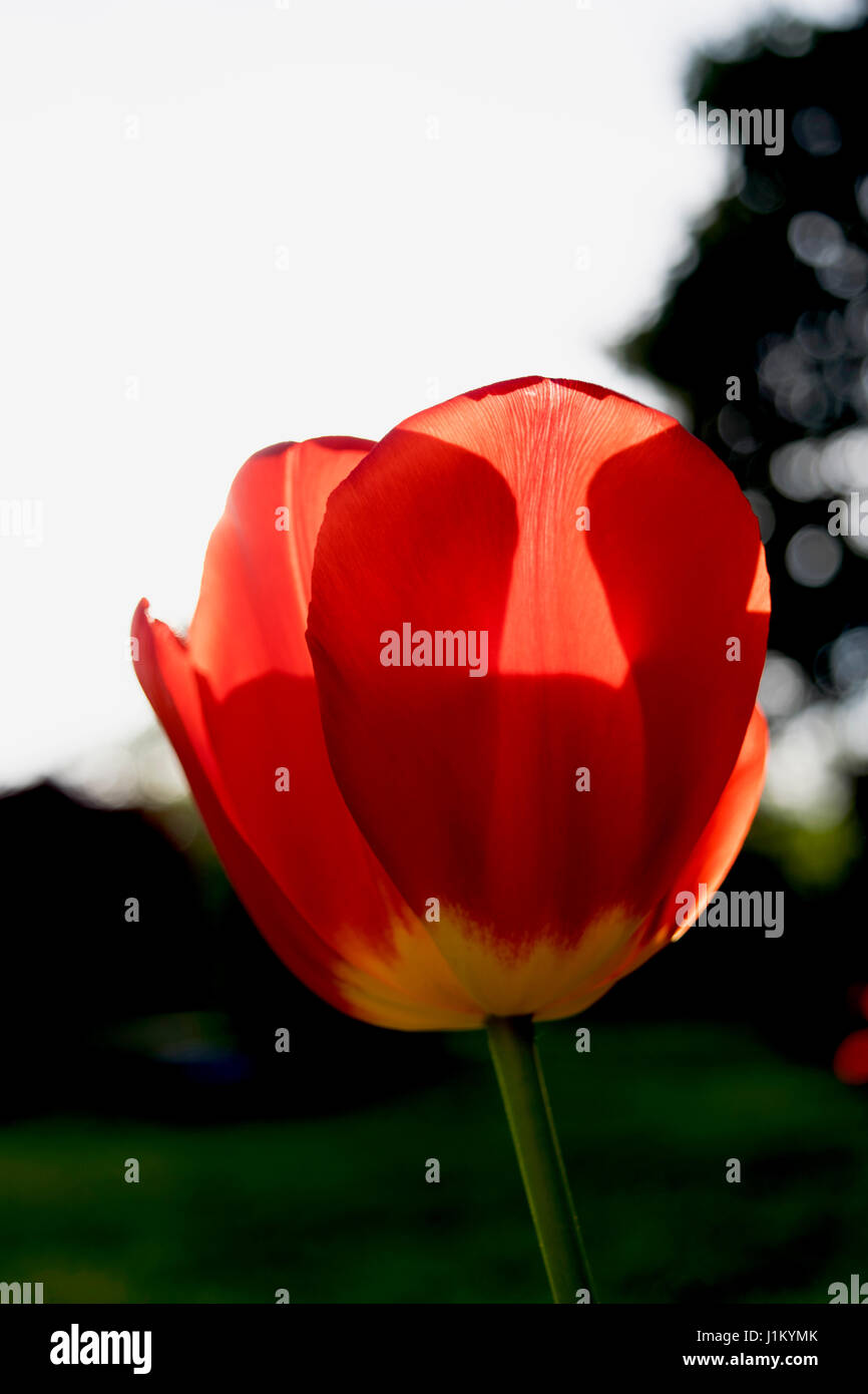 Beleuchtete rote Tulpe glänzt in der Abendsonne Stockfoto