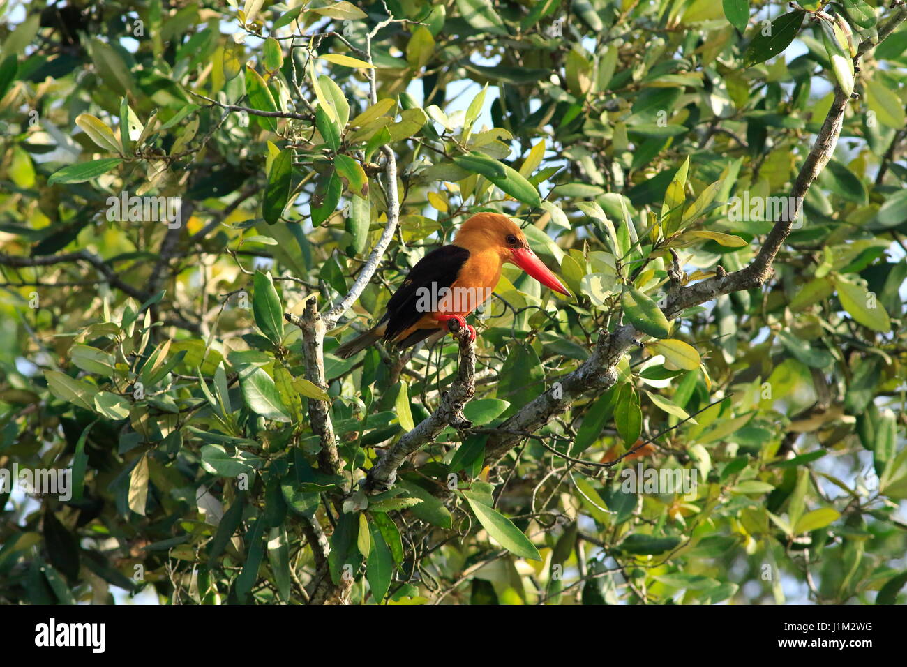 Brown-winged Eisvogel oder Khoirapakha Machranga im Sundarbans. Bagerhat, Bangladesch. Stockfoto