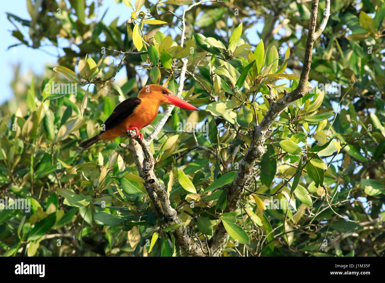 Brown-winged Eisvogel oder Khoirapakha Machranga im Sundarbans. Bagerhat, Bangladesch. Stockfoto