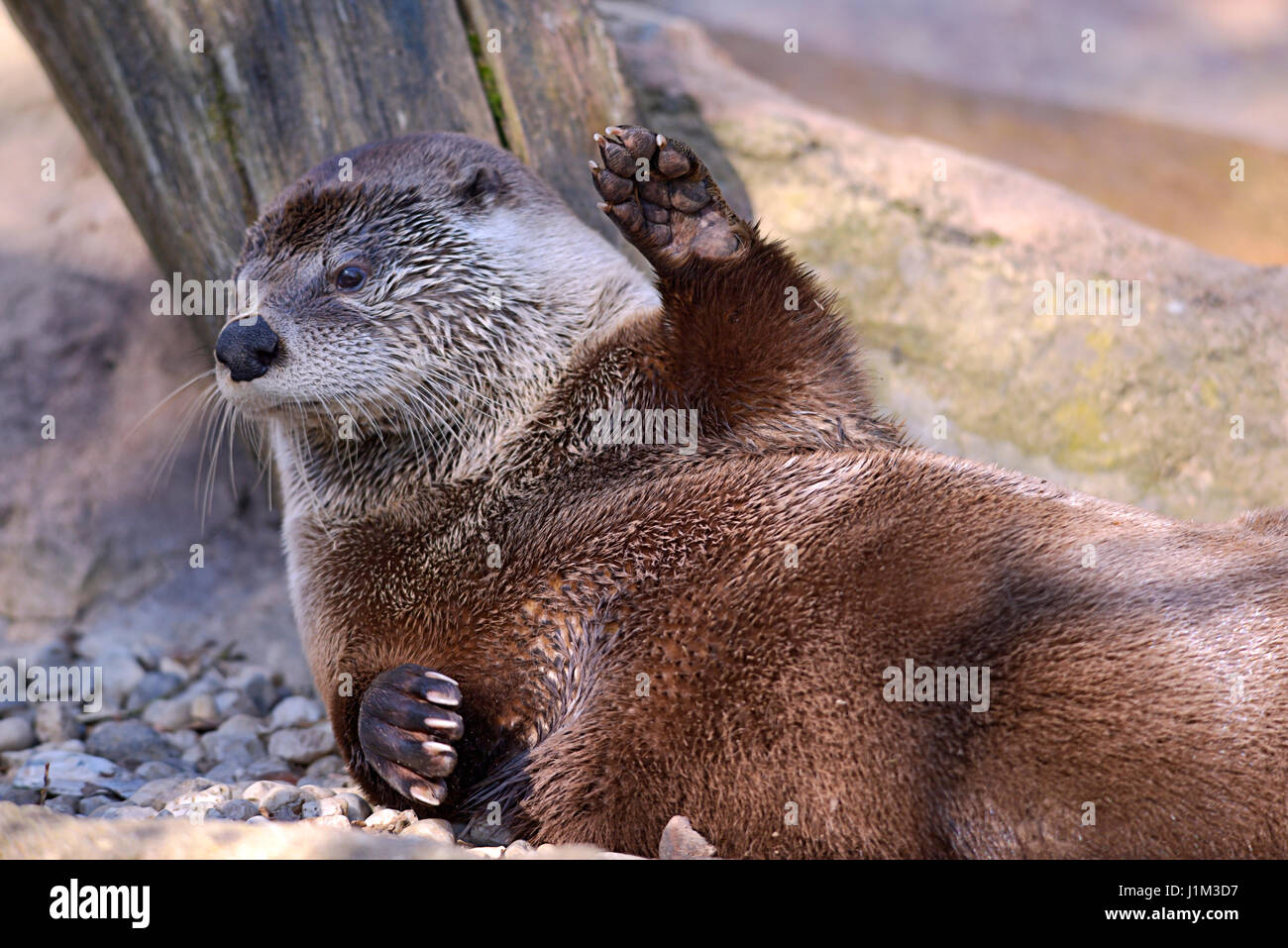Closeup-Otter (Lontra Canadensis) liegen und Blick von unten Stockfoto