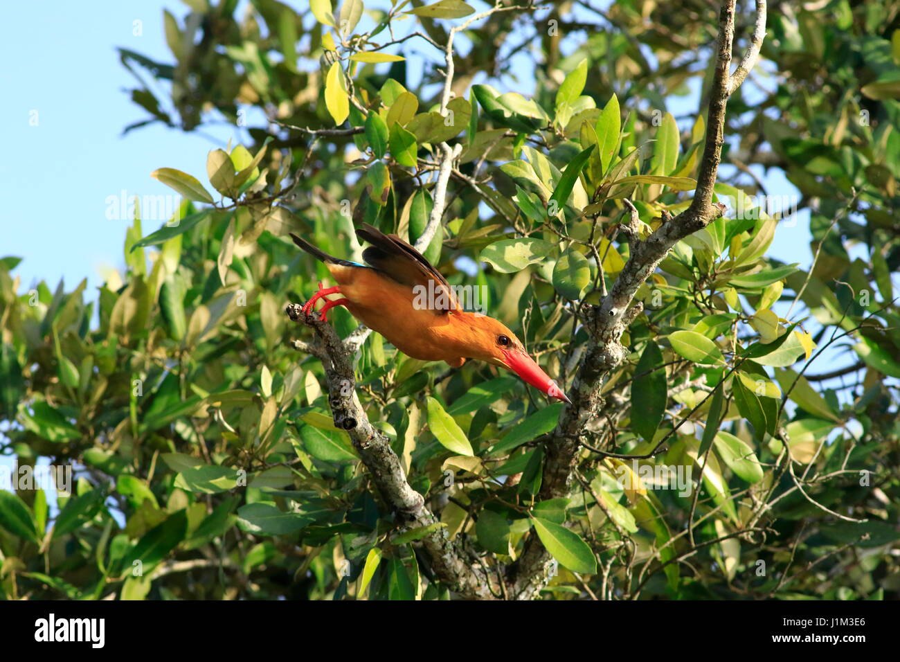 Brown-winged Eisvogel oder Khoirapakha Machranga im Sundarbans. Bagerhat, Bangladesch. Stockfoto