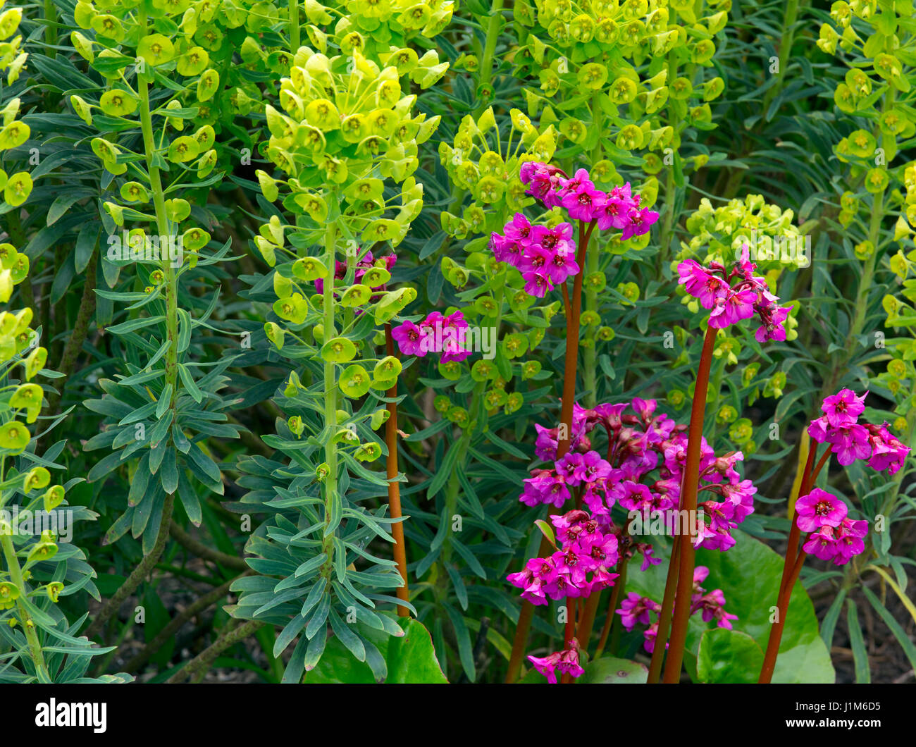 Bergenie "Ouvertüre" und Euphorbia Characias Subspecies Characias 'Humpty Dumpty' Stockfoto